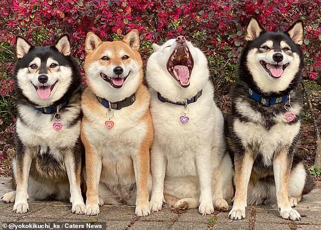 Cute dog who keeps ruining family photos - Dog, Milota, Longpost, Shiba Inu