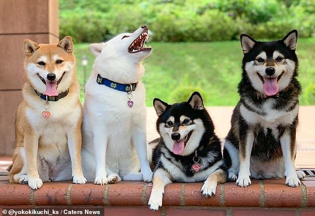 Cute dog who keeps ruining family photos - Dog, Milota, Longpost, Shiba Inu