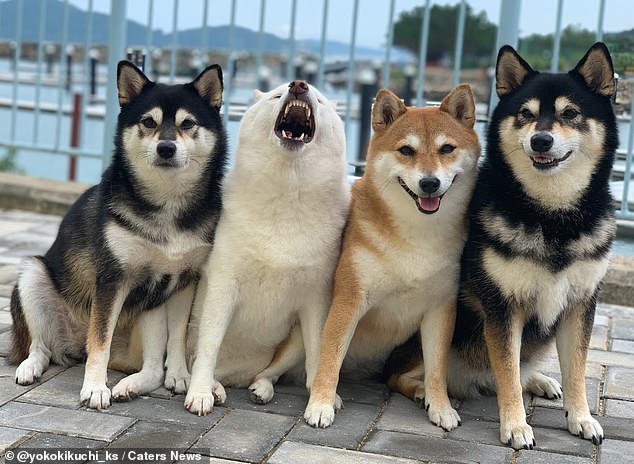 Cute dog who keeps ruining family photos - Dog, Milota, Longpost, Shiba Inu