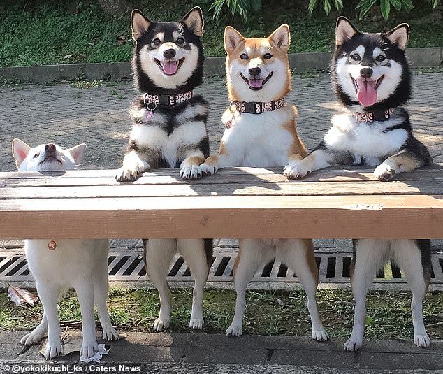 Cute dog who keeps ruining family photos - Dog, Milota, Longpost, Shiba Inu