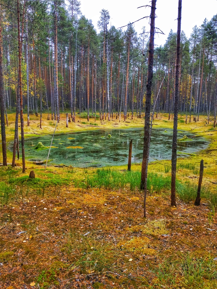 Родное болото