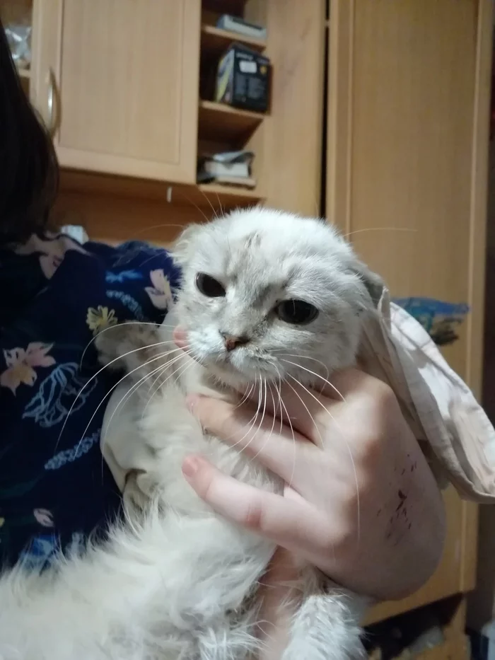 Busyandra Gorgeous or 650 grams is not a sentence - My, Scottish lop-eared, Animal protection, Depletion, Longpost, cat, Treatment, Nursing