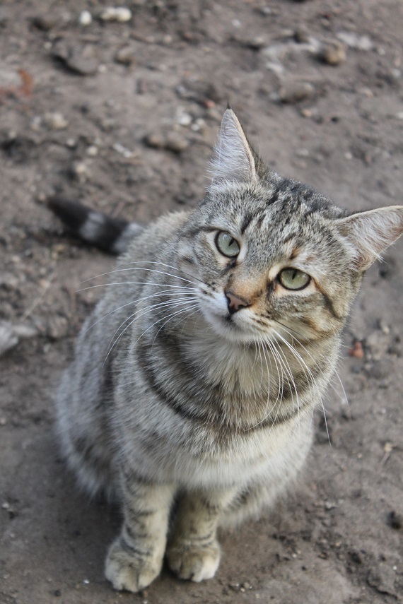 Life of the home shelter Kotoland 250 - My, cat, Shelter, Kindness, Help, Lipetsk, Shelter Cotoland, Longpost, In good hands