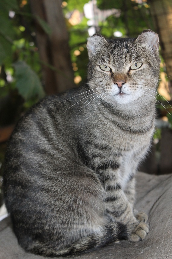 Life of the home shelter Kotoland 250 - My, cat, Shelter, Kindness, Help, Lipetsk, Shelter Cotoland, Longpost, In good hands