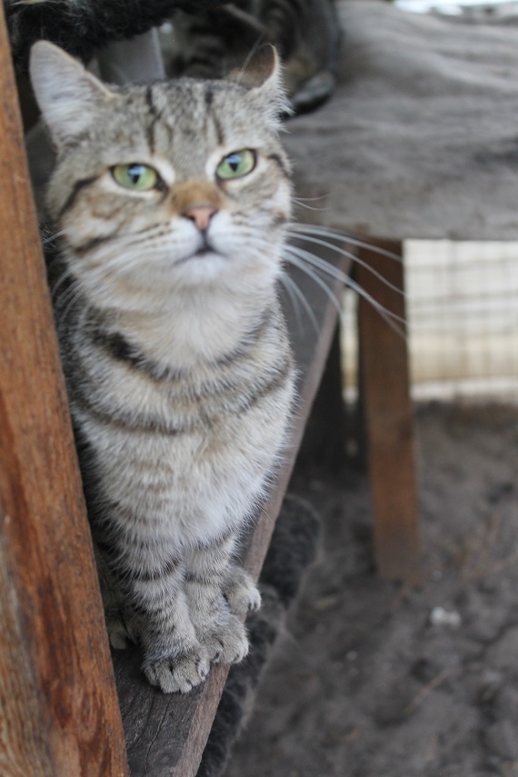 Life of the home shelter Kotoland 250 - My, cat, Shelter, Kindness, Help, Lipetsk, Shelter Cotoland, Longpost, In good hands