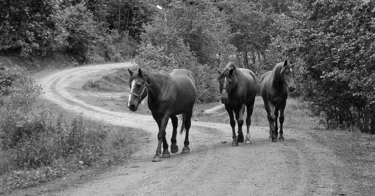 По дороге лошадка. Лошадь на дороге. Лошади в деревне. Лошадь на деревенской дороге. Лошадь у дороги.