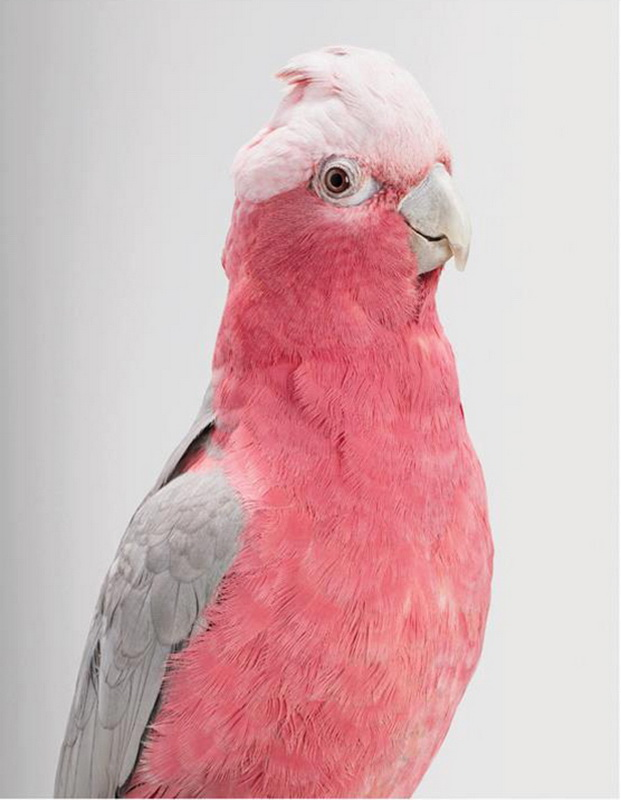 Pink cockatoo - pink cockatoo, Cockatoo, A parrot, Birds, The photo