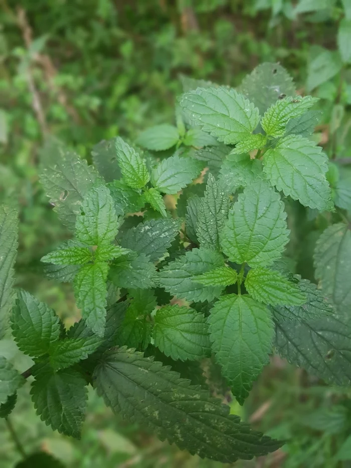 leaf flowers - My, Plants, Mobile photography, The photo, Flowers, Leaves, Longpost