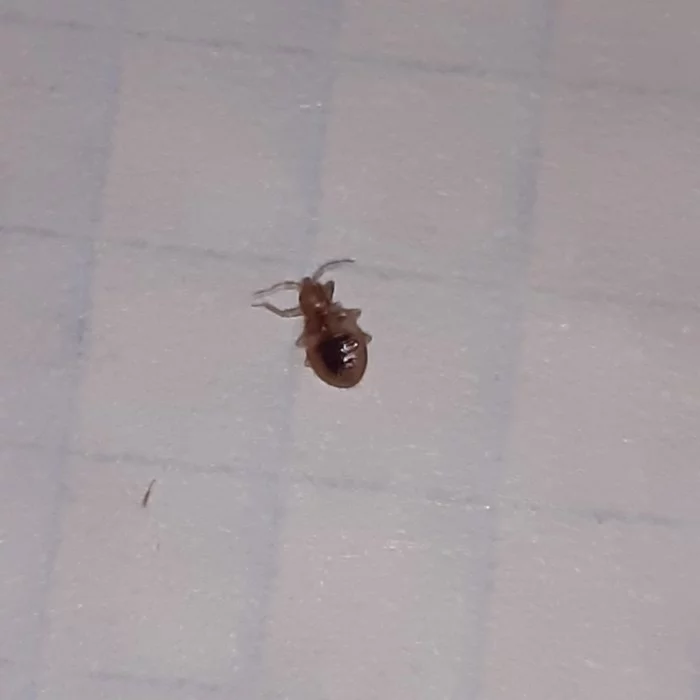 Help me find out what kind of “miracle” bites at night - My, Bedbugs, Insects, Longpost