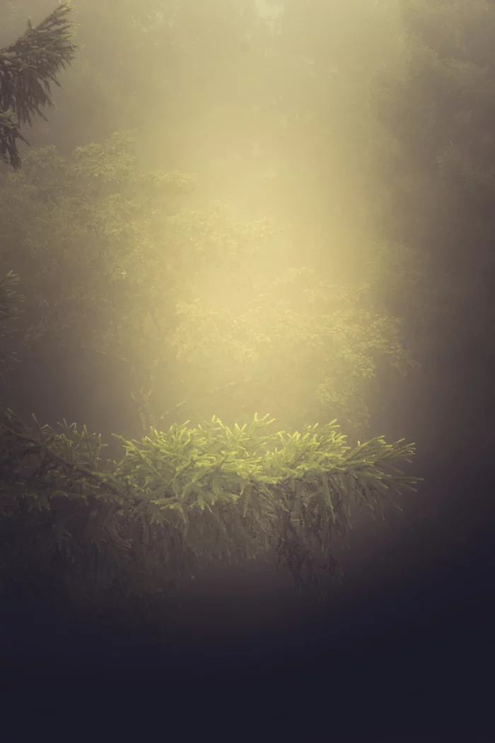 What do you see? - My, Fog, Atmosphere, Mood, Nature, Forest, Silence, Minimalism, Space, Contemplation, Longpost