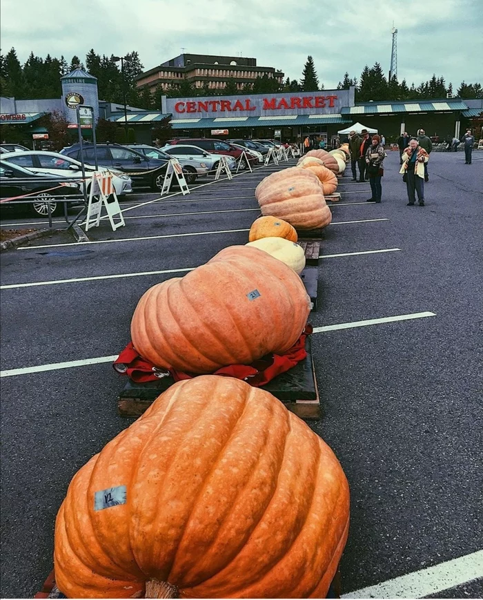 Pikabu - I believe in you! - My, big pumpkin, Pumpkin