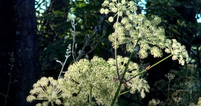 What is more beneficial or harmful in hogweed? - My, Hogweed, Tourism, Plants, Poisonous plants, Siberia, Travels, Forest, Longpost