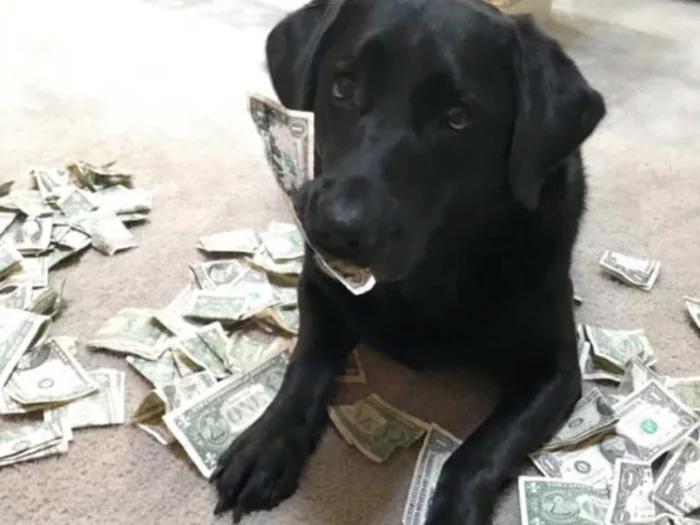 How my dog ??ate money - My, Life stories, Dog, Comical