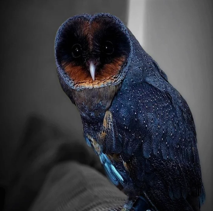 Rare Black Barn Owl - Owl, Barn owl, Birds