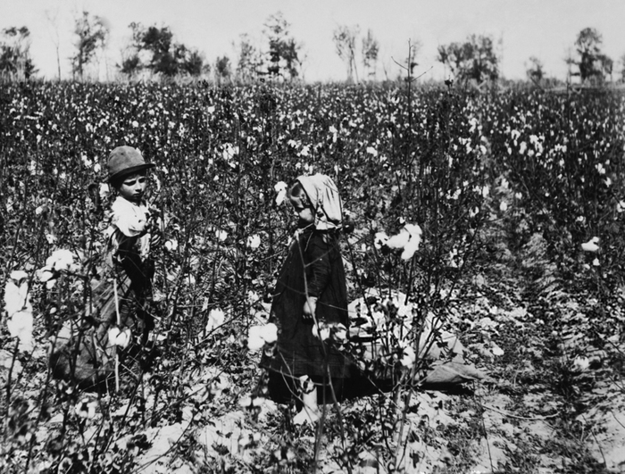 Welcome to the cotton fields, children! , , , ,  