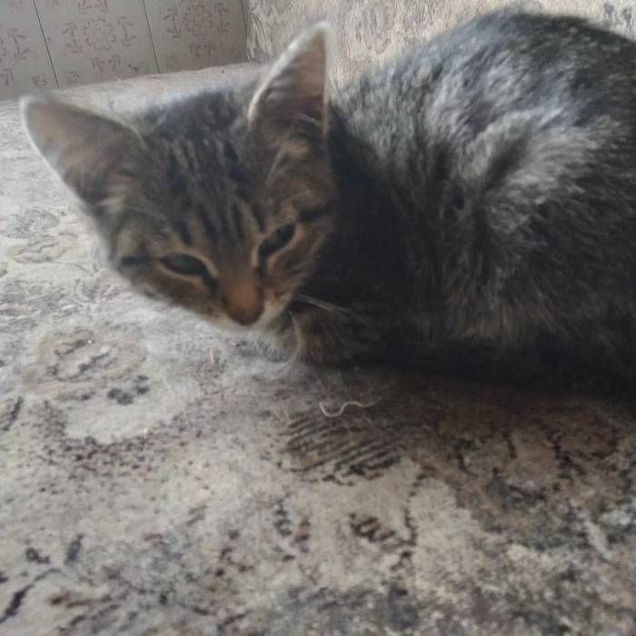 Baby Bertha is looking for a cozy home - My, Pets, Kittens, Kindness, Schelkovo, In good hands, cat, Moscow region, No rating