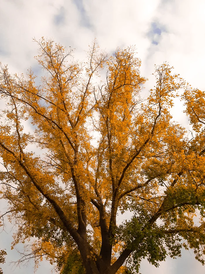 Autumn in Ufa... - My, Autumn, Ufa, Autumn leaves