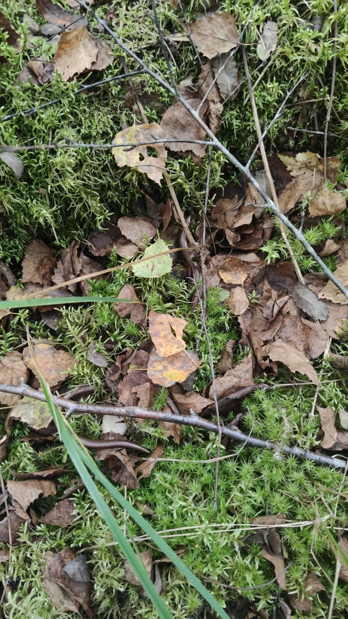 I cut a mushroom, then I saw that it was guarded - My, Lesnoe, Mushrooms