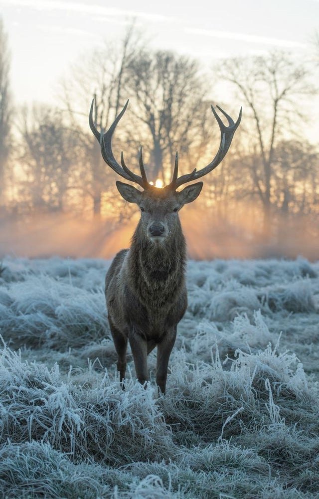 Beautiful red deer walking on frozen grass in the morning light - The photo, Deer, Nature, Reddit, Animals