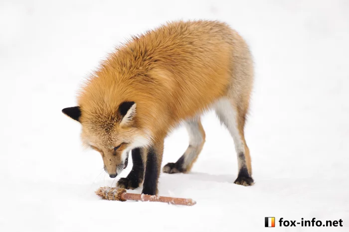 The broom was torn apart by the fox! - Fox, Animals, Wild animals, Broom, Fox Village, The photo