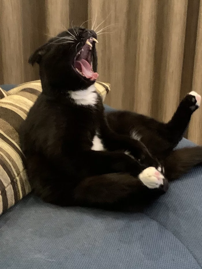 The cat yawned in his favorite position, seized the moment for two years - My, cat, The photo, Yawn, Lucky moment