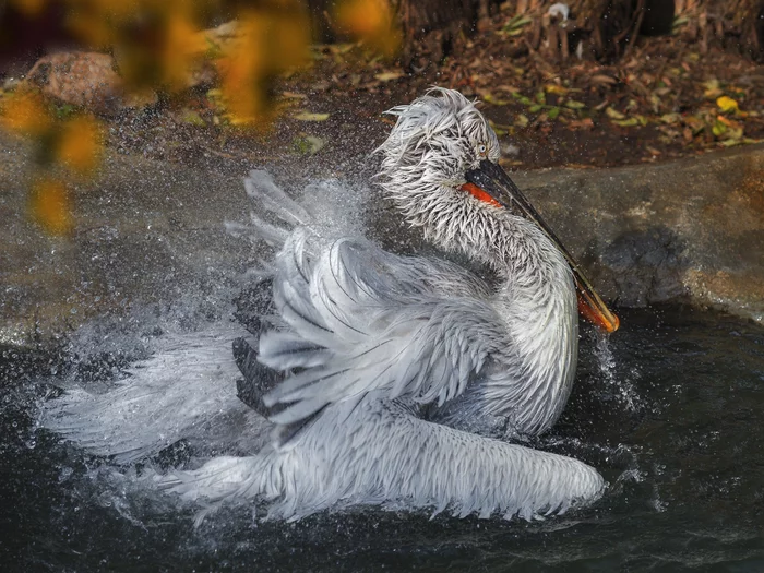 Spraying... - Birds, Pelican, Nature, Spray, The national geographic, The photo, Ornithology, Ornithology League