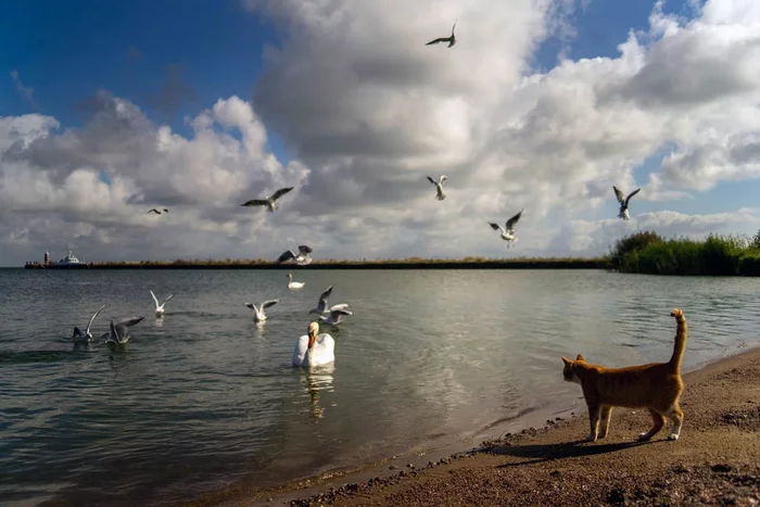 mutual interest - cat, Curonian Spit, The bay, Birds, Nature, The national geographic, The photo, Kaliningrad region