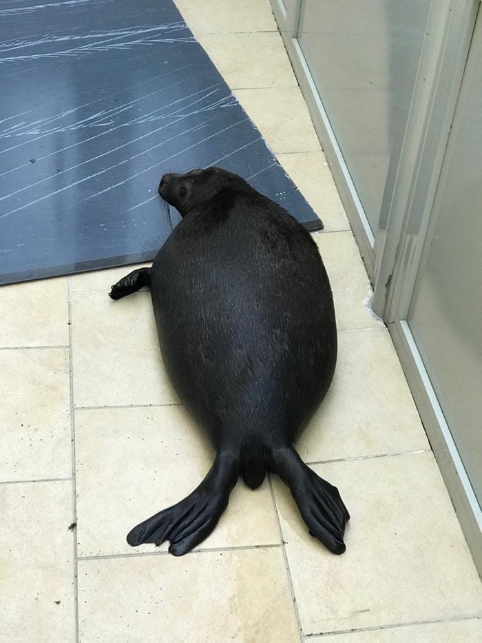 Round-sided seal Kraskova: miracles of camouflage as coastal stones - Seal, Milota, Seal, Ladoga lake, Longpost, Animals, Marine life, The photo, Leningrad region, Friends of the Baltic Seal Foundation