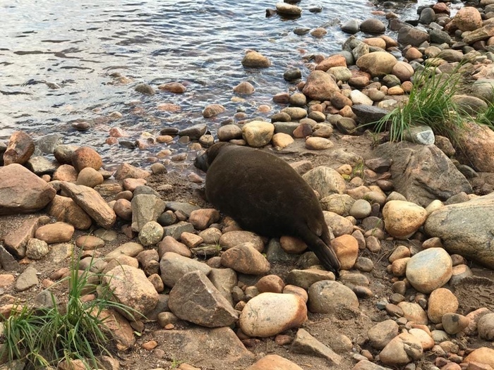 Round-sided seal Kraskova: miracles of camouflage as coastal stones - Seal, Milota, Seal, Ladoga lake, Longpost, Animals, Marine life, The photo, Leningrad region, Friends of the Baltic Seal Foundation