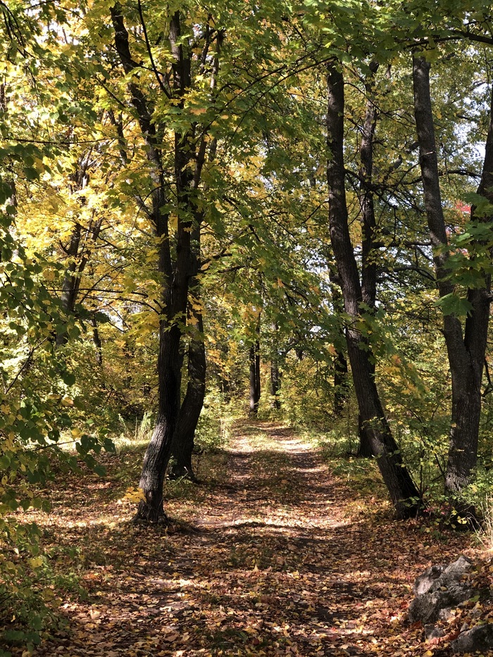 Осенняя лесная дорога - Моё, Осень, Лес, Дорога, Природа, Фотография, Длиннопост, Собака, Листва