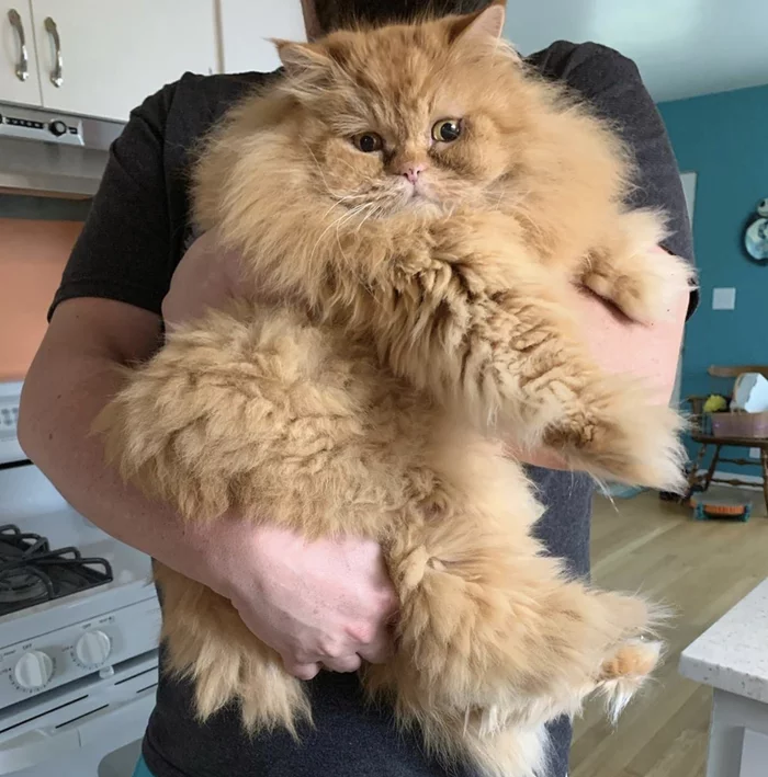Big-eyed furry - cat, Pets, The fright, Eyes, The photo