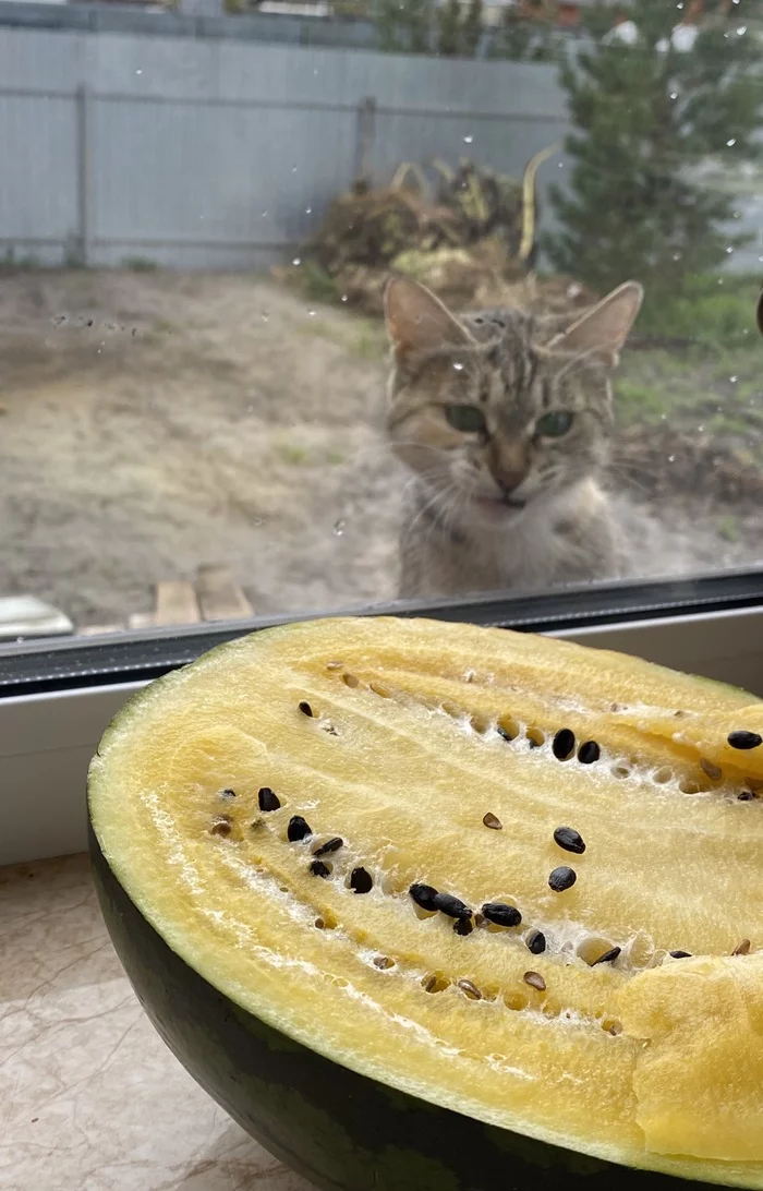 Even the cat knows that red ones taste better! - My, cat, Humor, Animals, Watermelon