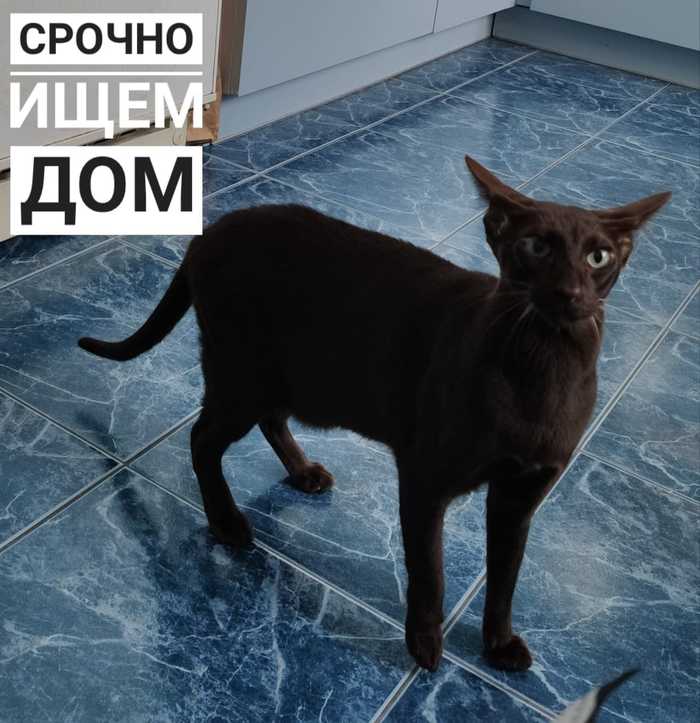 Oriental cat looking for a home - Moscow, cat, In good hands, Good league, Milota, Animal shelter, No rating, Moscow region