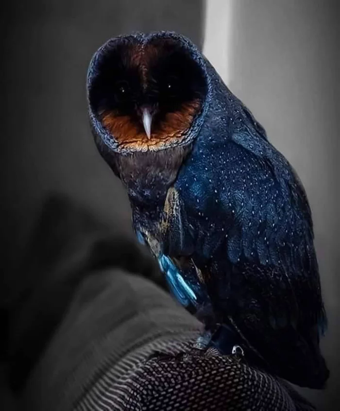 Black barn owl - Barn owl, Owl, Birds, The photo, Rarity, beauty