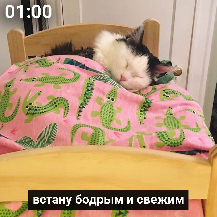 It's about me - cat, Picture with text, Dream, From the network, Longpost