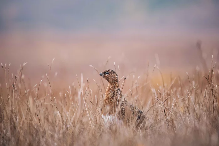 Sentry on duty - Birds, Partridge, Male, Nature and man, The national geographic, The photo, Kamchatka, Reserve, Nature, Reserves and sanctuaries