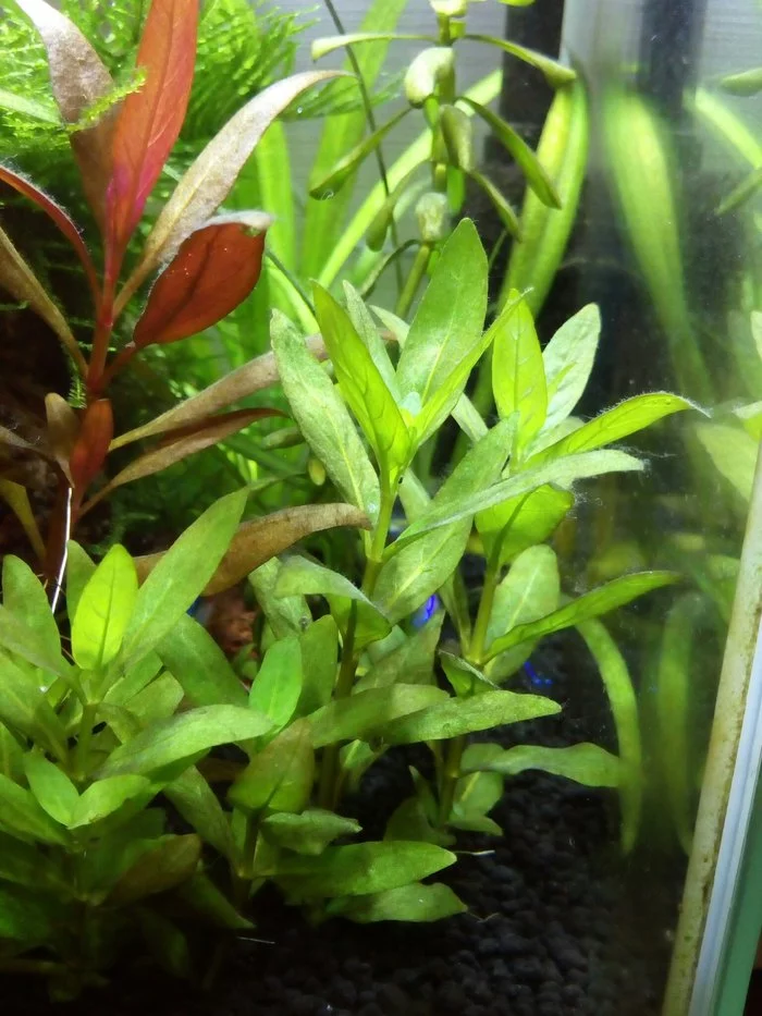 Staurogyne is NOT creeping - My, Aquarium, Aquarium plants