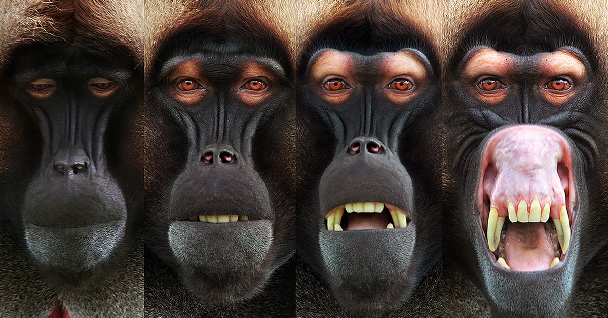 Бабуин фото смешные