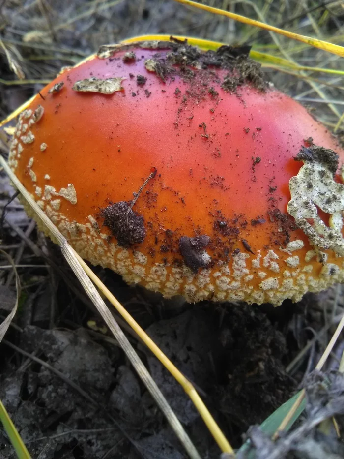 Fly agarics - flowers of the autumn forest - My, Mushrooms, Fly agaric, Mushroom pickers, Longpost