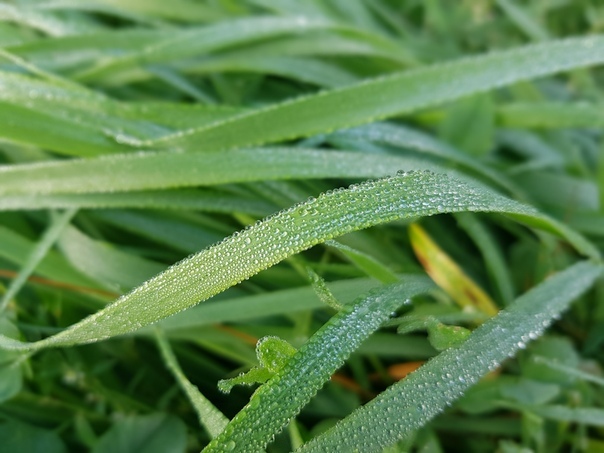 Fresh greens and a little dew - My, Mobile photography, Plants, Moss, Dew, Web, Grass and dew, Grass, Longpost