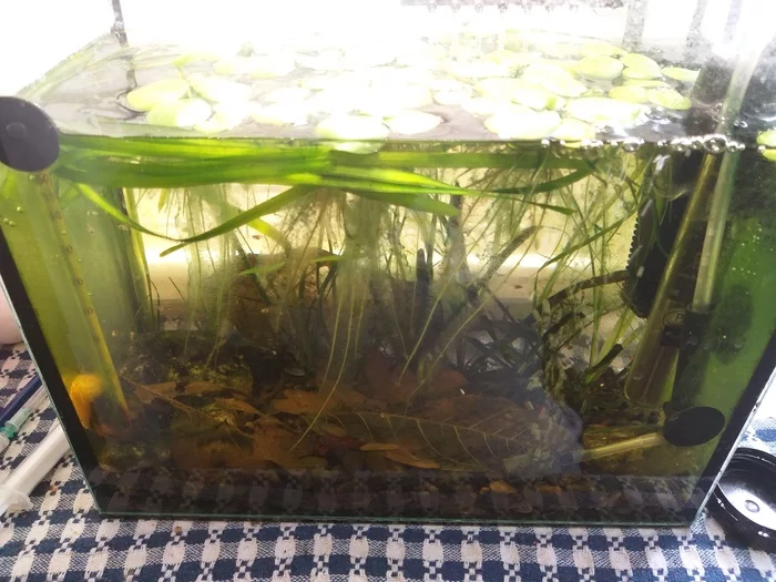 This is the biotope... - My, Longpost, Aquarium, Fry