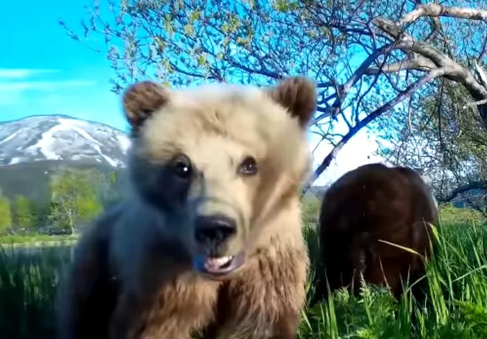 Bear selfie - The Bears, Teddy bears, Phototrap, Kamchatka, Kronotsky Reserve, The national geographic, Brown bears, Selfie, , Milota