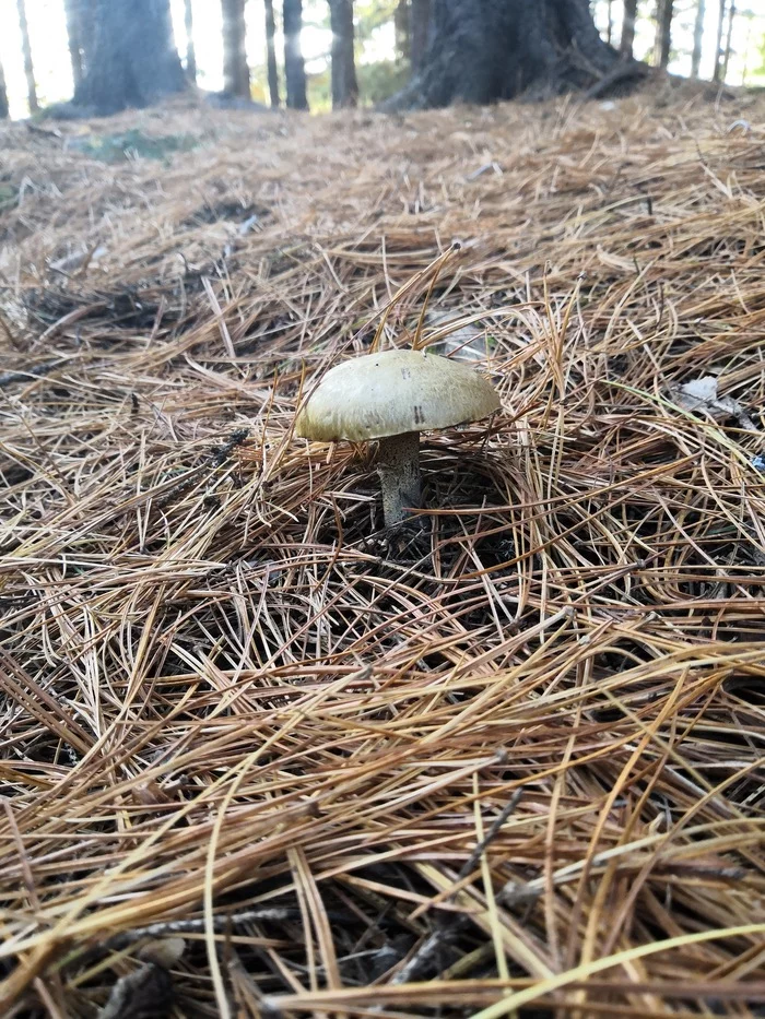 For those in the office - My, Forest, Mushrooms, Needles, Christmas trees, Cedar, Shooting mode, Longpost