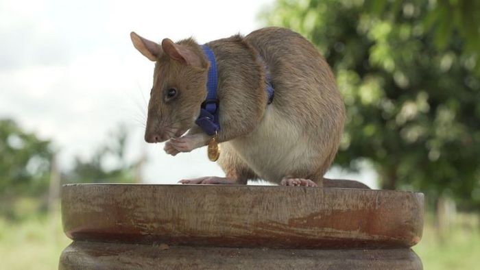 The giant sapper rat received a gold medal for his bravery. She helped find dozens of mines - Rat, Sapper, Demining, Reward, Cambodia, Longpost