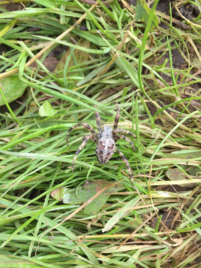 Что за паук