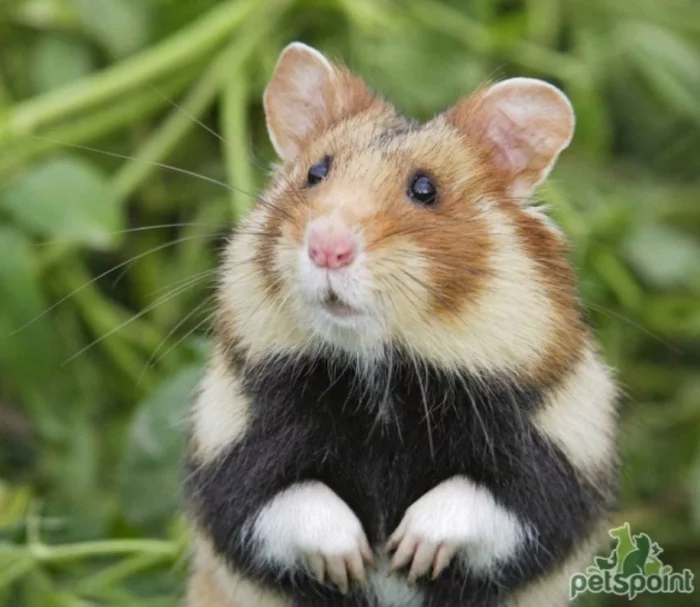 Beauty matters... - My, Hamster, Marmot, beauty, Cruelty, Vital, Longpost, Gopher