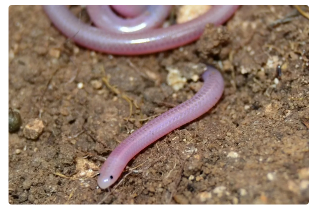 Texas Blind Snake: No, not an earthworm. Yes, a full-fledged snake. How to survive at the bottom of the food chain? - Snake, Animals, Yandex Zen, Longpost