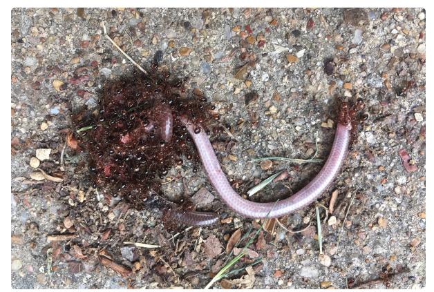 Texas Blind Snake: No, not an earthworm. Yes, a full-fledged snake. How to survive at the bottom of the food chain? - Snake, Animals, Yandex Zen, Longpost