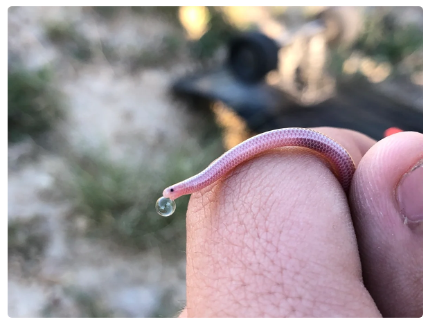 Texas Blind Snake: No, not an earthworm. Yes, a full-fledged snake. How to survive at the bottom of the food chain? - Snake, Animals, Yandex Zen, Longpost