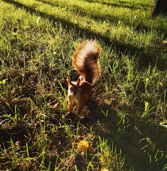 Happy Tourism Day! - My, Holidays, Tourism, Russia, September, Autumn, Animals, Squirrel